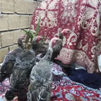 فروش بوقلمون|حیوانات مزرعه|رانکوه, |دیوار