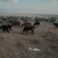تعداد ۴۰ رس گوسفنده  با بره ماده|حیوانات مزرعه|قزوین, |دیوار