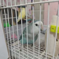 فروش دو عدد کوتوله برزیلی سالم|پرنده|مشهد, کوی المهدی|دیوار