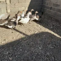 قیمت دونیی۷۵۰