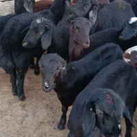 بره ماده قره قزل گوسفند میش قوچ شیشک افشار|حیوانات مزرعه|زنجان, |دیوار