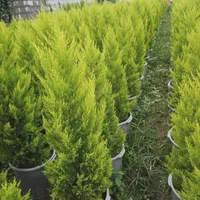 گل کاج شمشاد مهندس امیر|خدمات باغبانی و درختکاری|مشهد, امیریه|دیوار