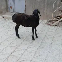 بره قوچ چینی|حیوانات مزرعه|کمیجان, |دیوار