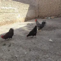 خروس|حیوانات مزرعه|بجنورد, |دیوار