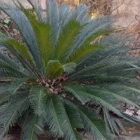 سیکاس 15 ساله