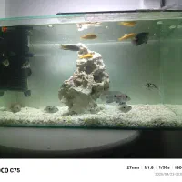 ا ماهی گوشت خوار و پمپ هوا پیام بدین