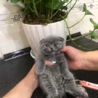 اسکاتیش دختر|گربه|تهران, دردشت|دیوار