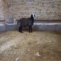 بره قوچی|حیوانات مزرعه|اسفرورین, |دیوار