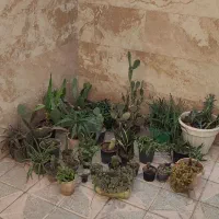 حراج ۵۰ عدد انواع گل و کاکتوس|گل و گیاه طبیعی|مشهد, بهاران|دیوار