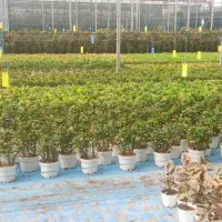 فروش گلخانه صنعتی|فروش دفتر صنعتی، کشاورزی، تجاری|پاکدشت, پاکدشت (مامازند)|دیوار