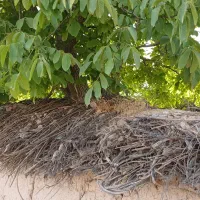 باغشهری-در-گلشهر-خان-زنیان