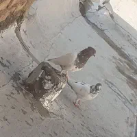 کفتر کله دار|پرنده|ساوه, |دیوار