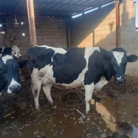 تلیسه|حیوانات مزرعه|سبزوار, کهنه آب|دیوار