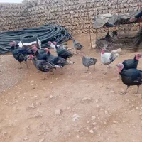 بوقلمون نر|حیوانات مزرعه|کوهدشت, |دیوار