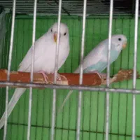 عروس مرغ عشق|پرنده|قائن, |دیوار