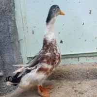 اردک نر جوان