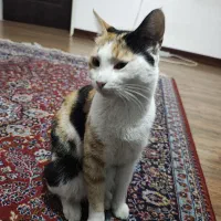 واگذاری گربه ماده dsh خانگی