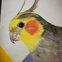 عروس هلندی گمشده