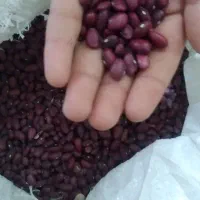 لوبیاقرمز