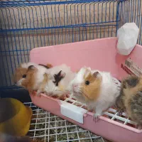 تخفیف ۱۰روزه خوکچه هندی وهمسترو خرگوش مینیاتوری