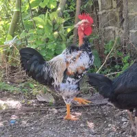 خروس گردن لختی