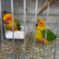 طوطی خورشیدی|پرنده|اصفهان, ملاصدرا|دیوار