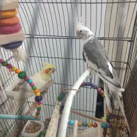 عروس هلندی|پرنده|نجف‌آباد, شیخ آباد|دیوار