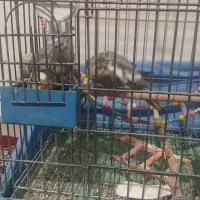 عروس هلندی یک جفت|پرنده|همدان, |دیوار