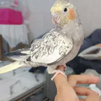 عروس هلندی دستی ماده