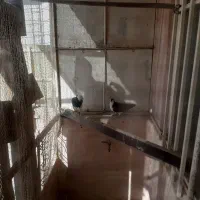 کبوتر زره ایی|پرنده|اصفهان, خانه اصفهان|دیوار