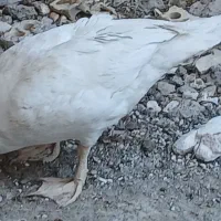 مرغابی نر وماده