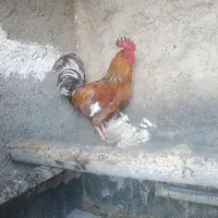 ۱عدد خروس بزرگ
