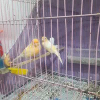 دوجفت قناری ویه سهره