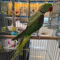 شاه طوطی نر