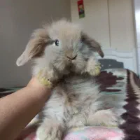 خرگوش مینی لوپ نسکافه ای|موش و خرگوش|کرج, کرج نو|دیوار