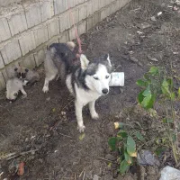 سگ هاسکی|سگ|بهشهر, |دیوار