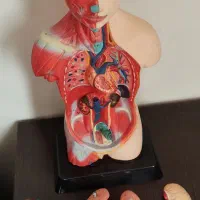 مولاژ آناتومی بدن|کلکسیون و سرگرمی|تهران, شارق|دیوار