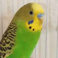 فروش مرغ عشق نروماده  وفنچ نروماده وجوجه|پرنده|جوانرود, |دیوار