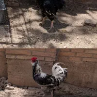 جوجه گلین