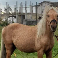 اسب کرد محلی