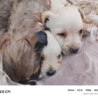 واگذاری توله پشمالو پاکوتاه