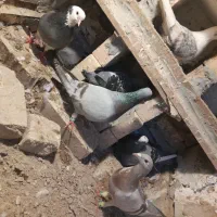 کبوتر|پرنده|تهران, پامنار|دیوار