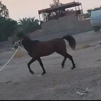 قرعه کشی اسب|اسب و تجهیزات اسب‌سواری|بم, |دیوار