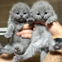 گربه بریتیش - اسکاتیش