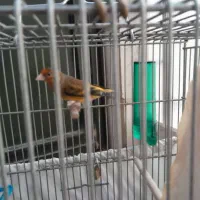 قناری نر و سهره قناری دهن دار