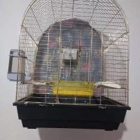 فنچ گورخری|پرنده|ارومیه, |دیوار