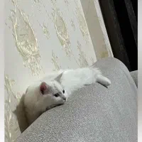 گربه پرشین ماده|گربه|فاضل آباد, |دیوار