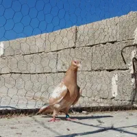 کفتر|پرنده|کازرون, |دیوار