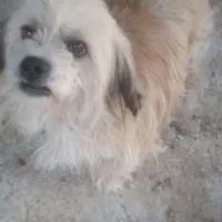 واگذاری سگ پاکوتاه ماده حرف گوش کن و بامزه|سگ|لاهیجان, بازکیاگوراب|دیوار