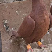 کبوتر ماده